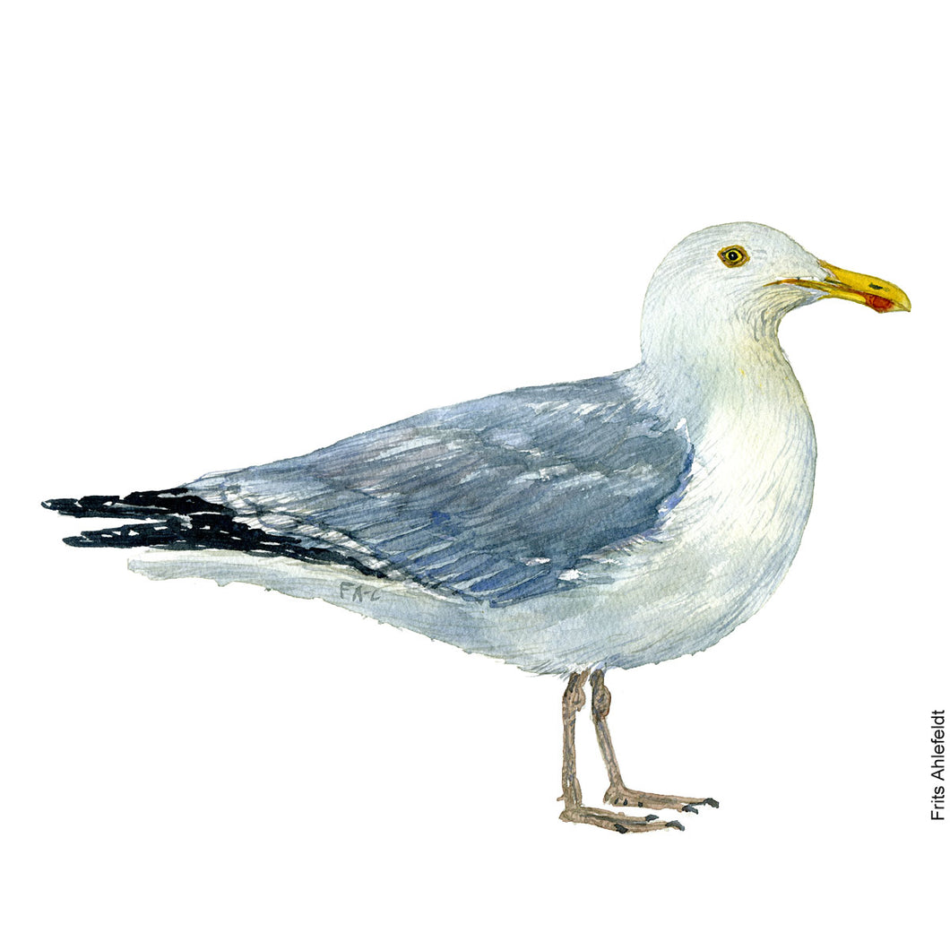 dw00133 Download European herring gull watercolor