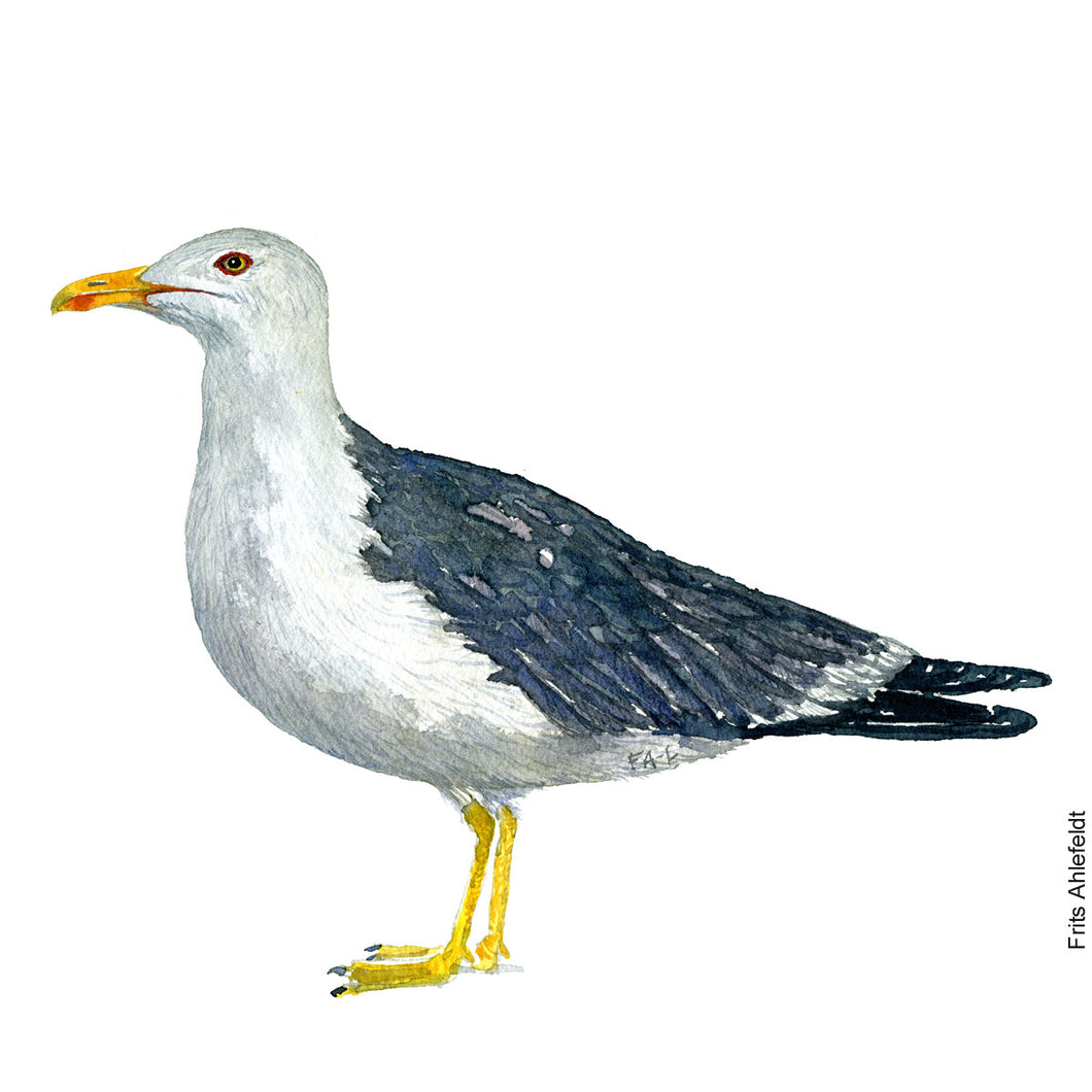 dw00134 Download Lesser black-backed gull watercolor