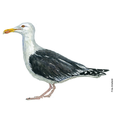 dw00135 Download Great black-backed gull watercolor