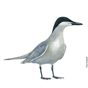 dw00137 Gull billed tern Original watercolor