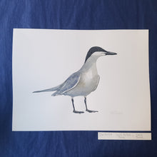 Load image into Gallery viewer, dw00137 Gull billed tern Original watercolor