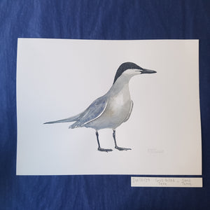 dw00137 Gull billed tern Original watercolor