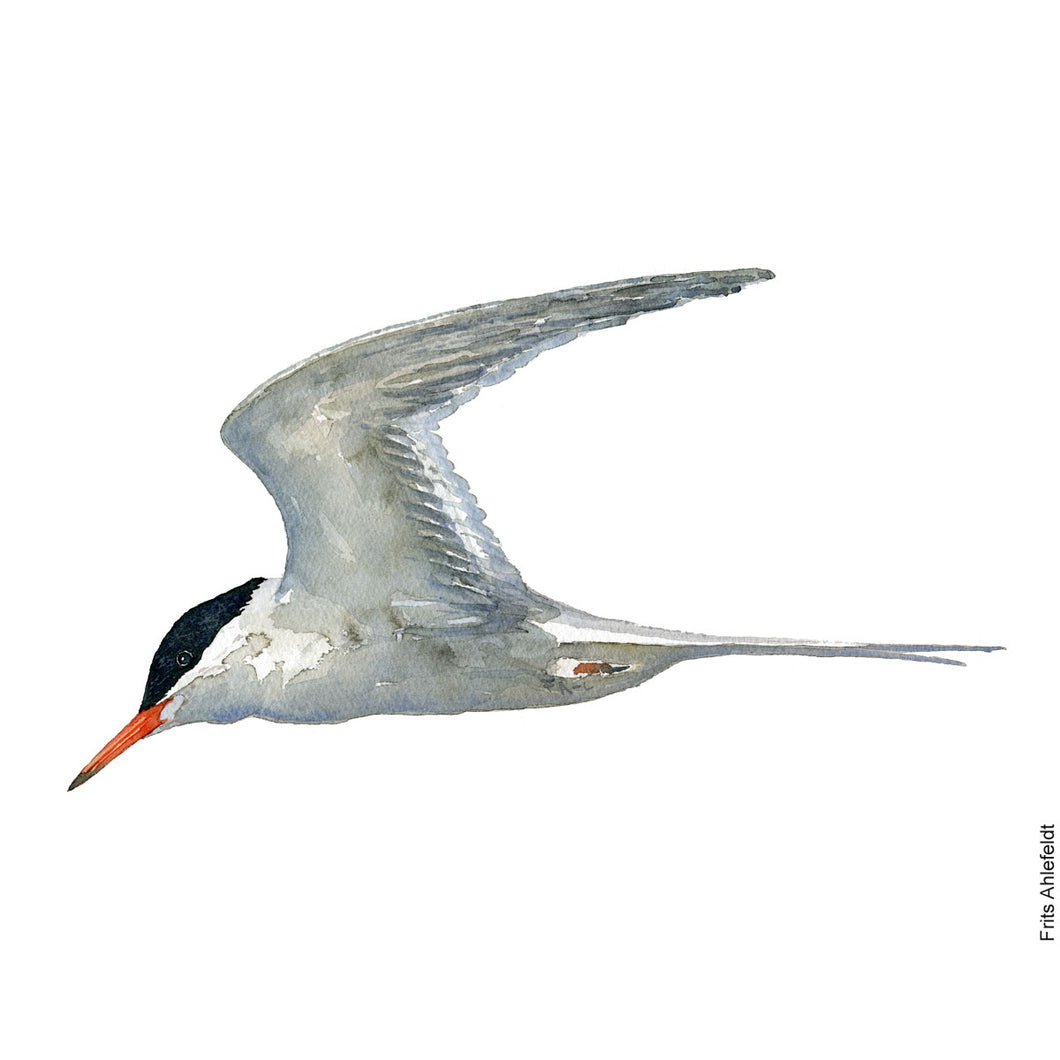 dw00139 Download Common tern watercolor