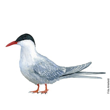 Load image into Gallery viewer, dw00140 Arctic tern Original watercolor