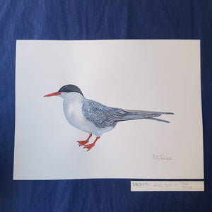 dw00140 Arctic tern Original watercolor
