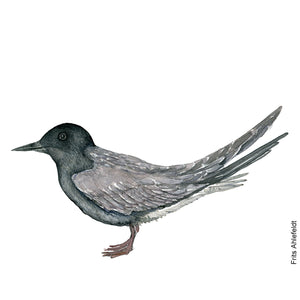 dw00142 Download Black tern watercolor