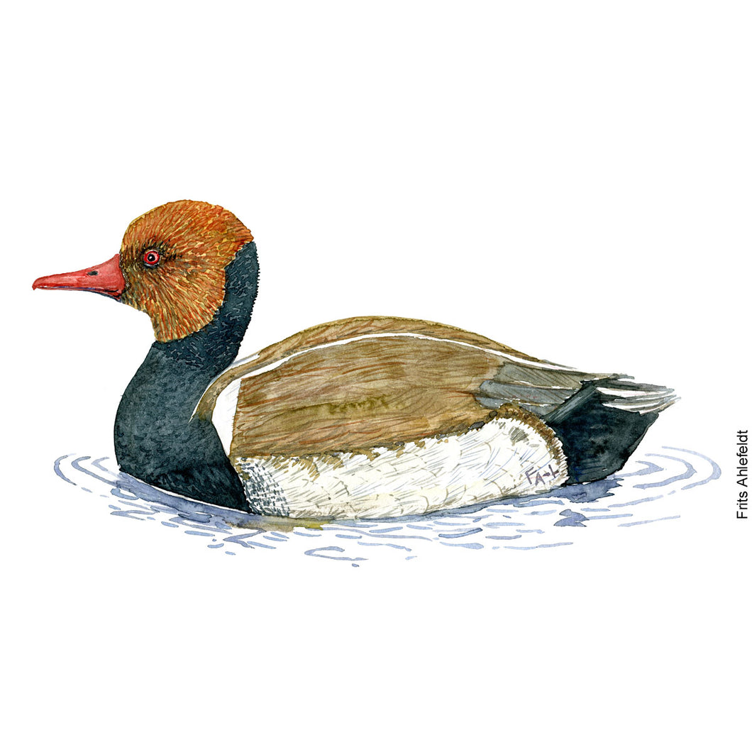 dw00149 Download Red-crested Pochard watercolor