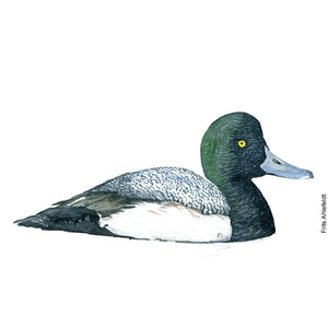 dw00150 Download Greater scaup duck watercolor