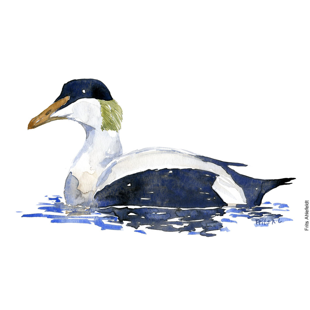 dw00152 Download Common Eider duck watercolor