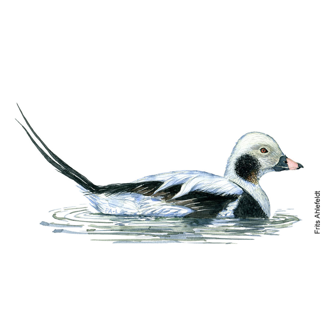 dw00153 Download Long-tailed duck watercolor