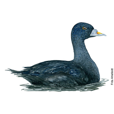 dw00154 Download Common scoter duck watercolor