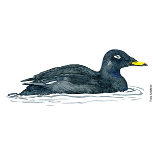 dw00155 Download Velvet scoter duck watercolor