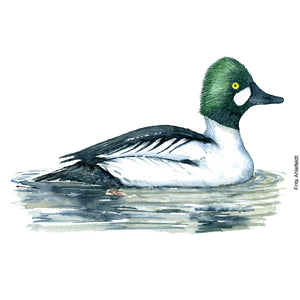 dw00156 Download Common goldeneye duck watercolor