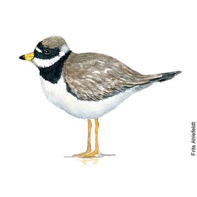 dw00164 Download Common ringed plover watercolor