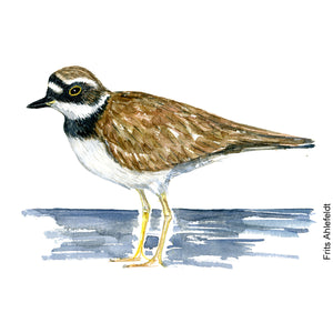 dw00165 Download Little ringed plover watercolor