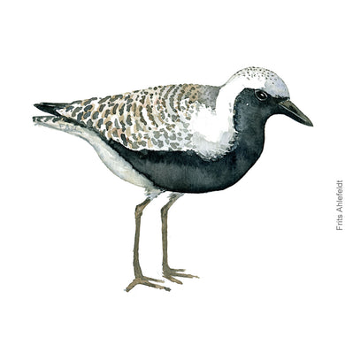 dw00169 Download Grey plover bird watercolor