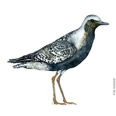 dw00170 Download Grey plover bird watercolor