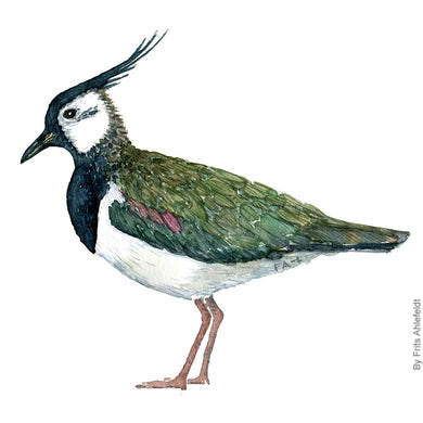 dw00171 Download Northern lapwing bird watercolor