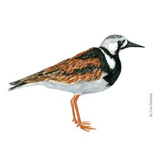 dw00172 Download Rudy turnstone bird watercolor