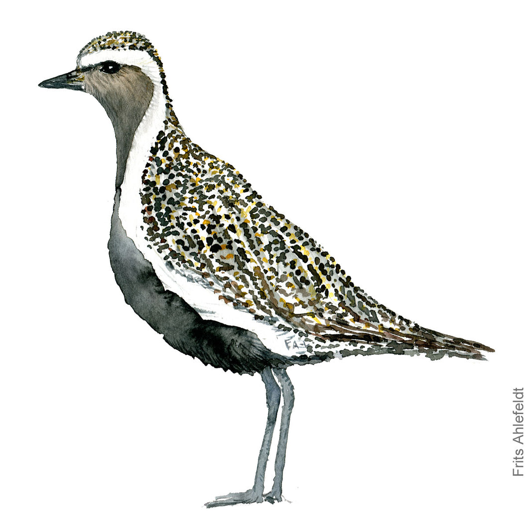 dw00173 Download European golden plover bird watercolor