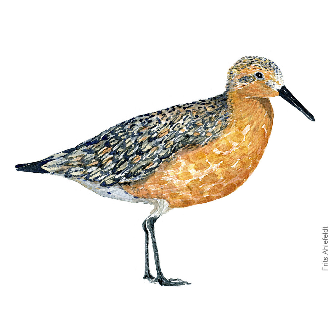 dw00176 Download Red knot bird watercolor
