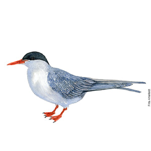 dw00184 Update species-Download Arctic tern watercolor