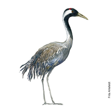 dw00187 Download Common Crane (Trane) watercolor