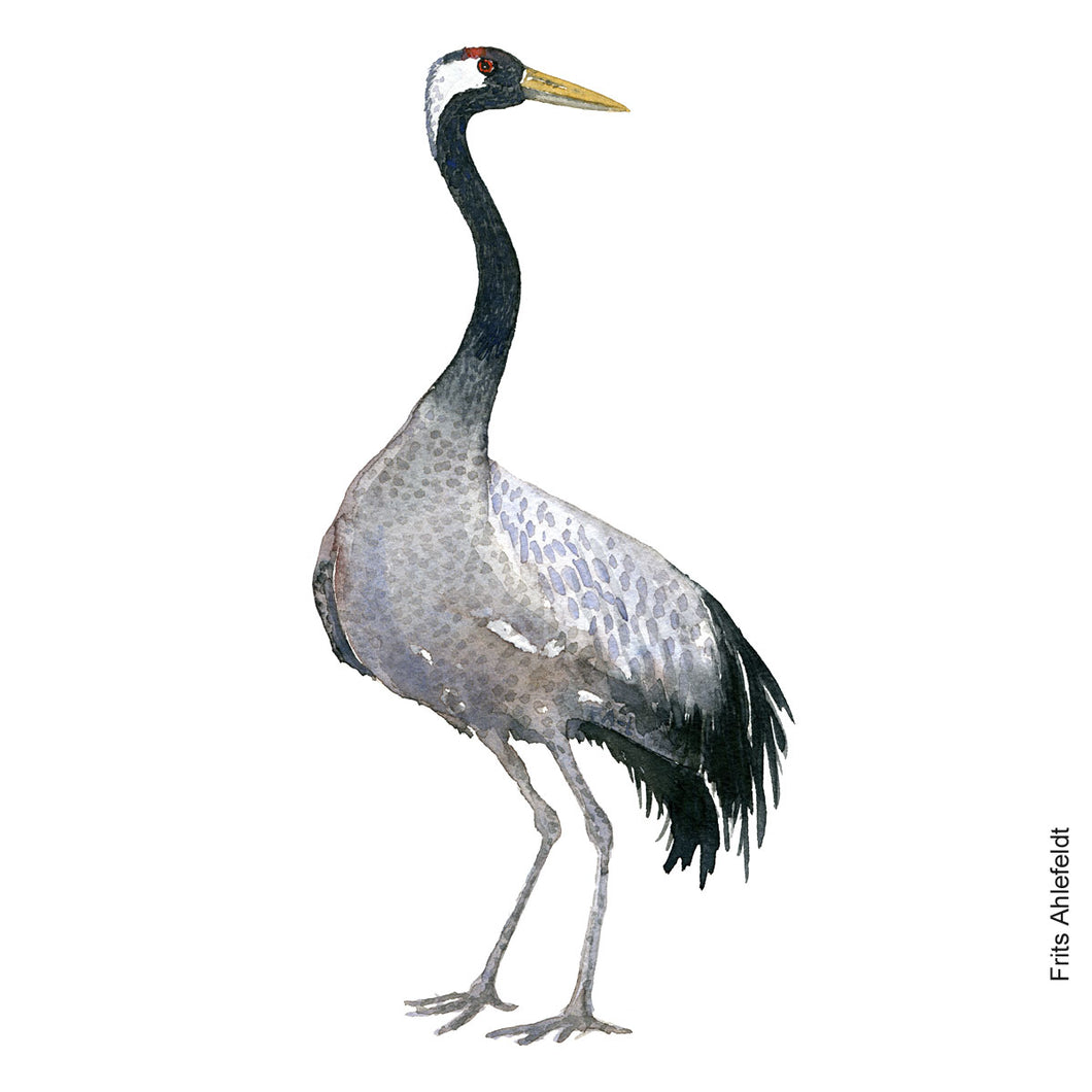 dw00188 Download Common Crane (Trane) watercolor