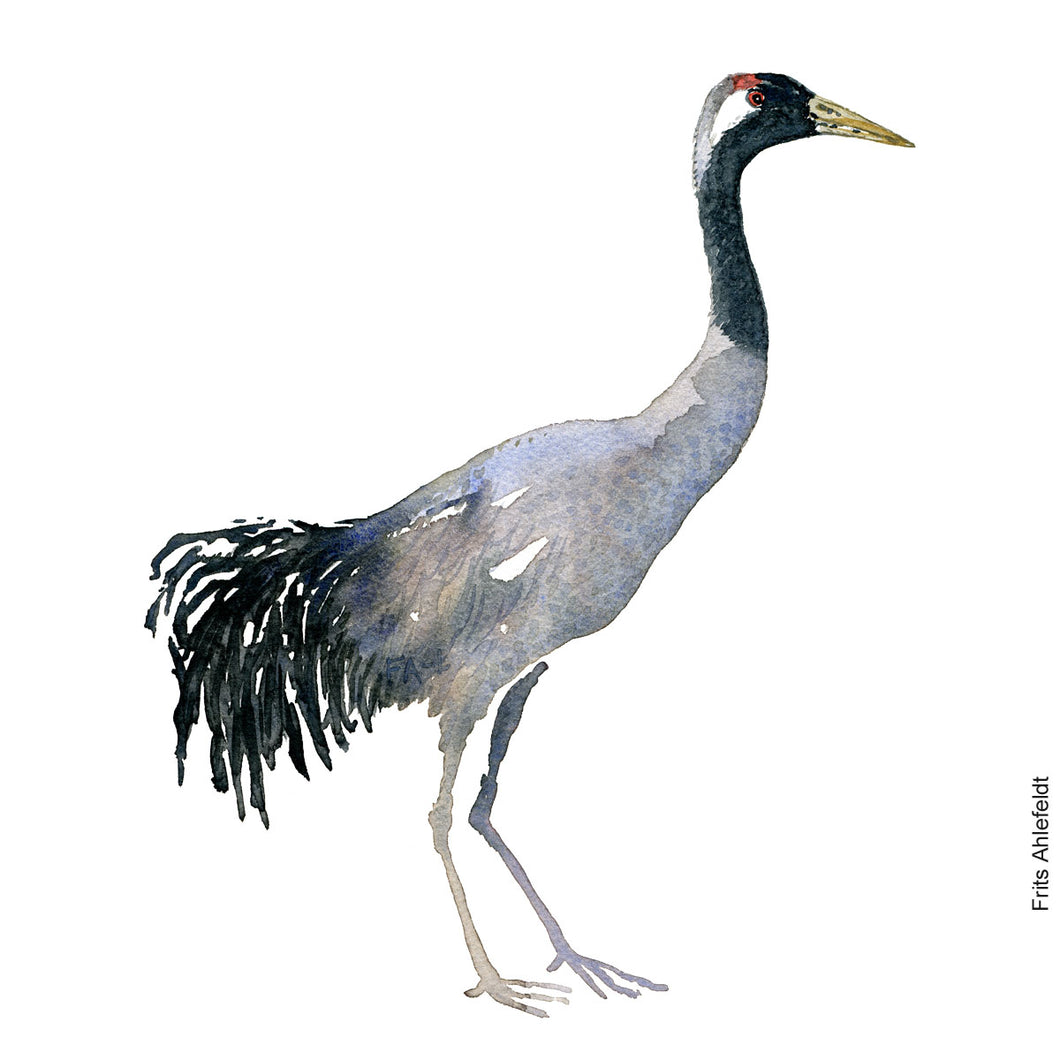 dw00190 Download Common Crane (Trane) watercolor