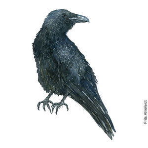dw00192 Download Raven (Ravn) watercolor