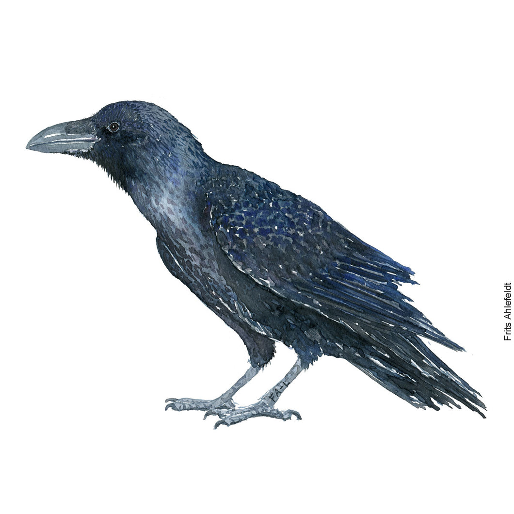 dw00193 Download Raven (Ravn) watercolor
