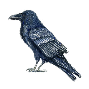 dw00194 Download Raven (Ravn) watercolor
