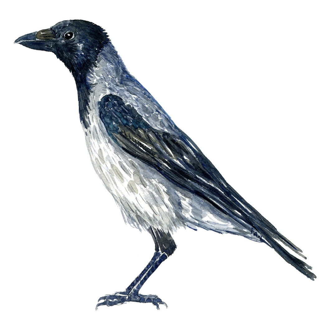 dw00198 Download Crow (Krage) watercolor