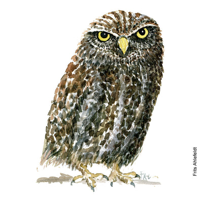 Dw00200 Download Little owl (Kirkeugle) watercolor