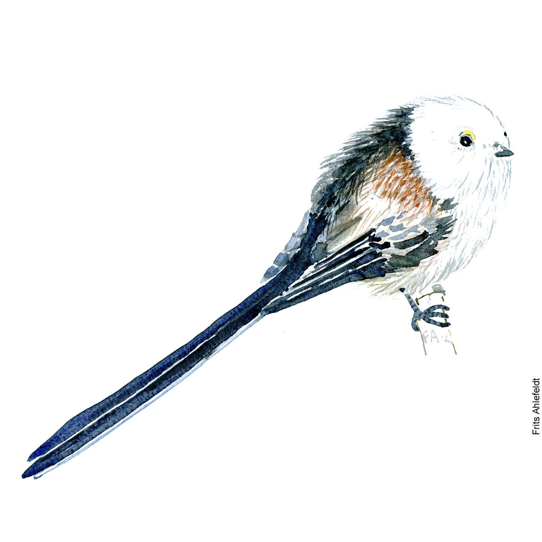 Dw00206 Download Long-tailed tit (Halemejse) watercolour