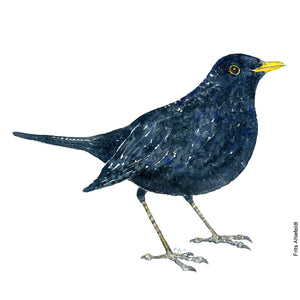 Dw00209 Download Blackbird (Solsort) watercolour