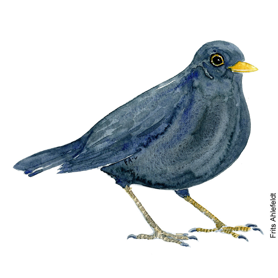 Dw00210 Download Blackbird (Solsort) watercolour
