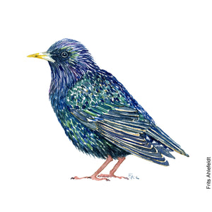 Dw00212 Download Common starling (Stær) watercolour