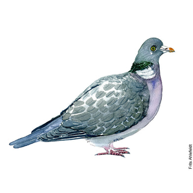 Dw00213 Download Wood pigeon (Skovdue) watercolour