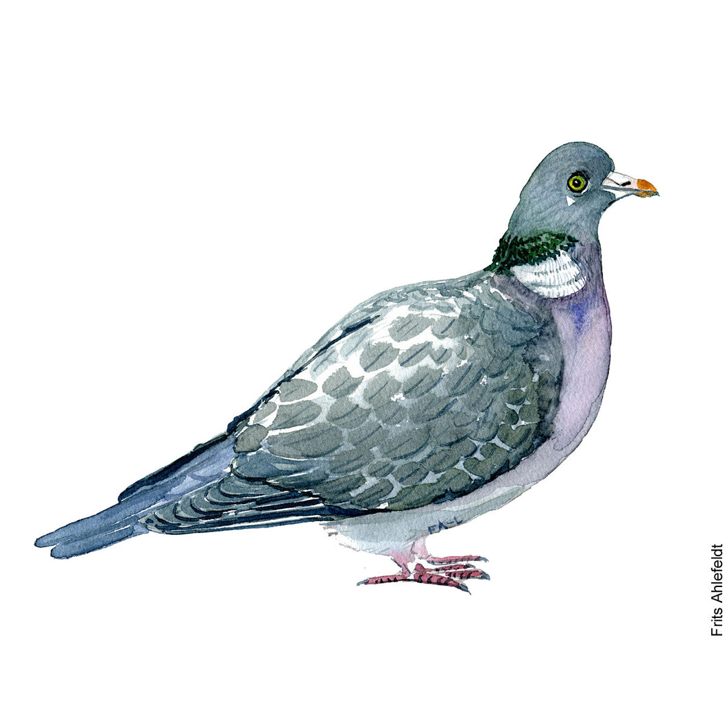 Dw00213 Download Wood pigeon (Skovdue) watercolour