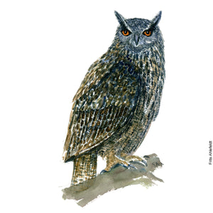 Dw00214 Download Eurasian Eagle owl (Stor hornugle) watercolour