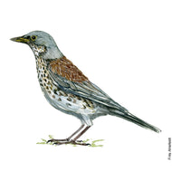 Dw00215 Original A4 Fieldfare bird watercolor