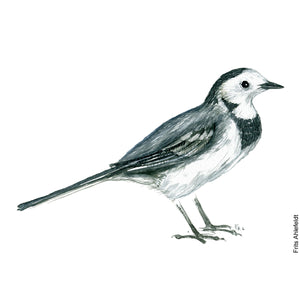 Dw00222 Original A4 White wagtail bird watercolor