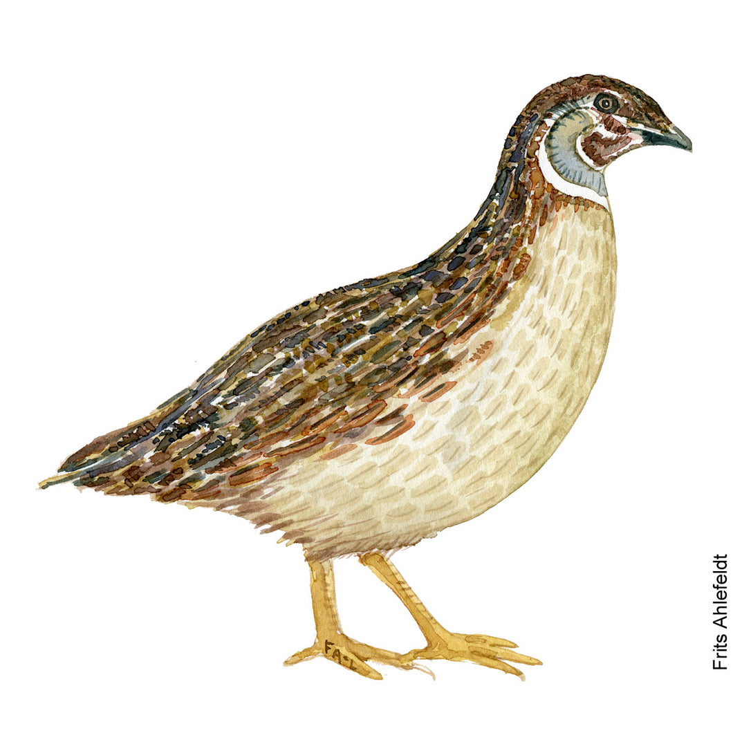 Dw00225 Download Eurasian quail  (Vagtel) watercolour