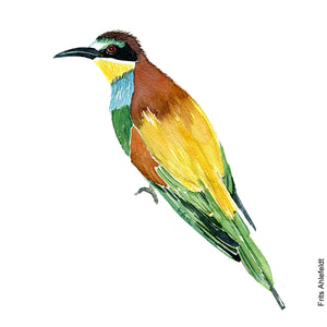 Dw00226 Download European bee-eater  (Biæder) watercolour