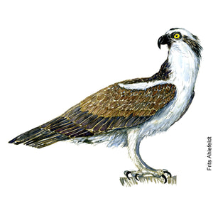 Dw00227 Download Osprey eagle  (Fiskeørn) watercolour