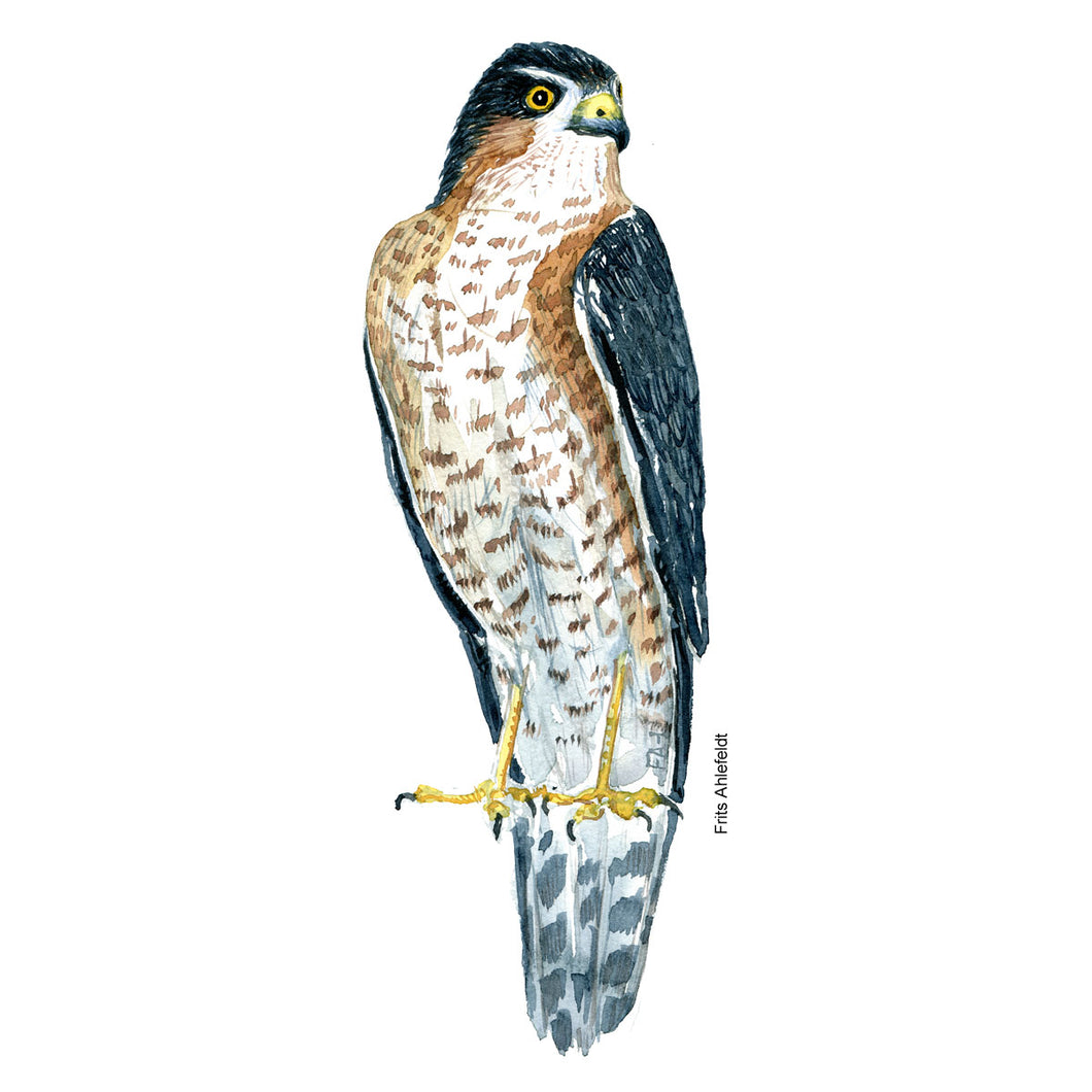 Dw00230 Download Eurasian sparrow hawk  (Spurvehøg) watercolour