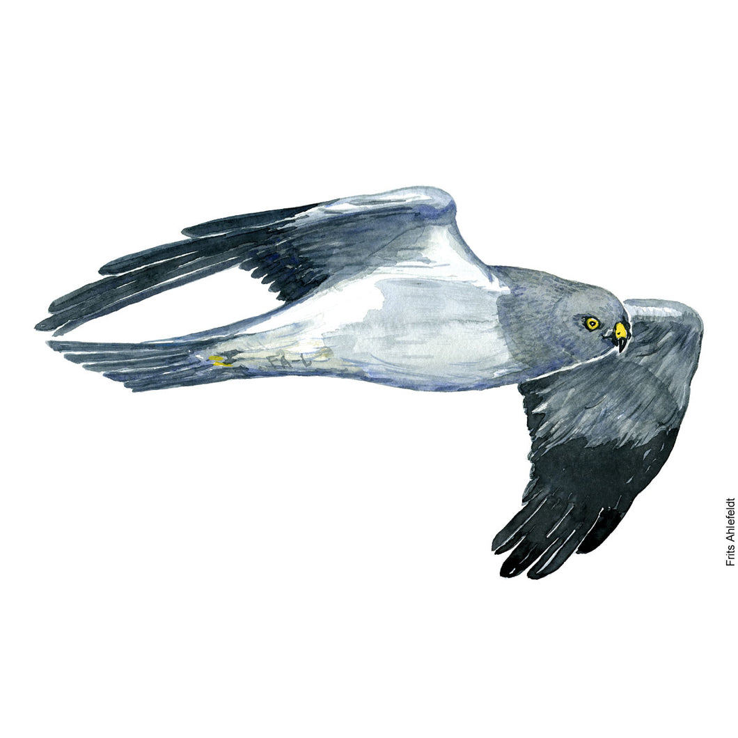 Dw00231 Original A4 Henharrier bird watercolor
