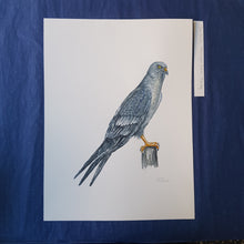 Load image into Gallery viewer, Dw00232 Original Montagus harrier watercolor