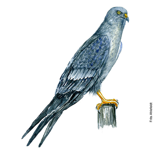 Dw00232 Original Montagus harrier watercolor